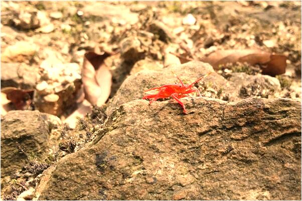 夢到了濟公雙手扶著問傷的情況意味著什麼_周公解夢官網