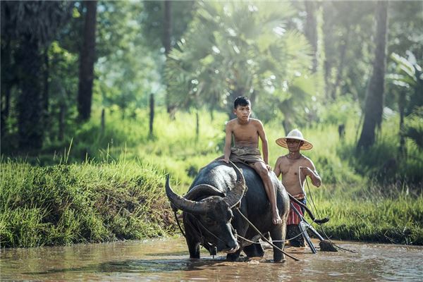 夢見犁水田是什麼意思_周公解夢