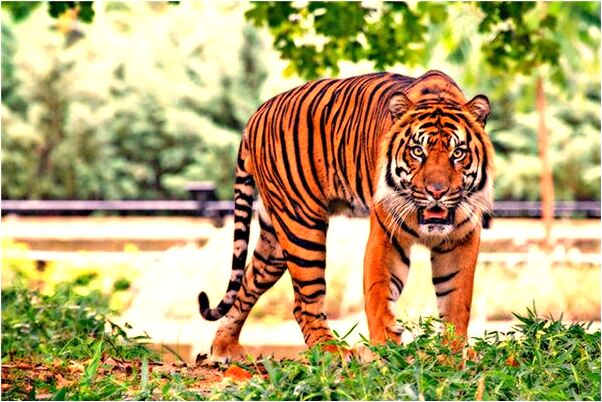 夢到了考駕駛證是什麼意思_周公解夢官網