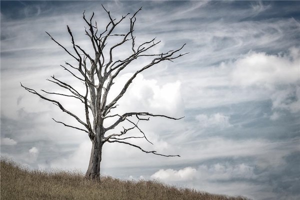 夢到了乾樹會有什麼預兆_周公解夢