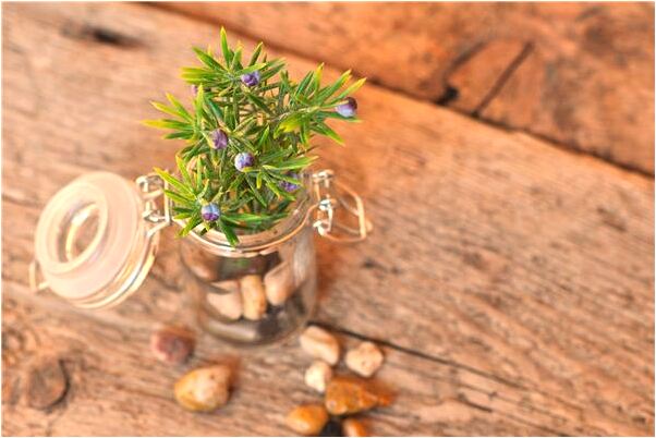 夢見母豬生崽會是什麼預兆_周公解夢官網