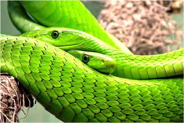 夢見老公和自己的朋友開房預兆了什麼嗎_周公解夢官網