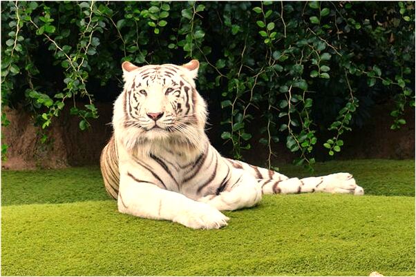 夢到了活人上油鍋是凶兆還是吉兆_周公解夢官網