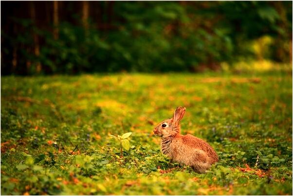 夢到了砍乾枯的樹子什麼預兆_周公解夢官網