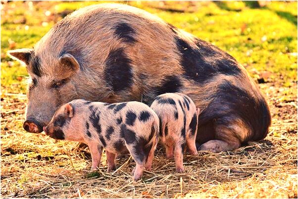 夢到了給自己頭上帶花代表著什麼_周公解夢官網