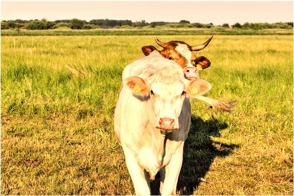 夢到了自己有好幾個手裡是咋回事_周公解夢官網