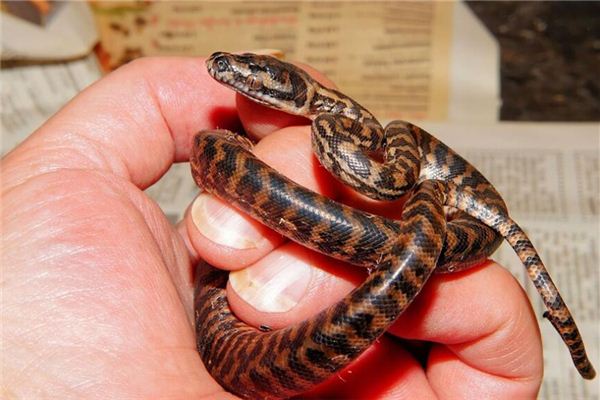 夢到很多小蛇預示著什麼周公解夢_周公解夢