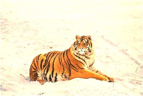 夢到別人扎我一刀是怎么回事_周公解夢官網