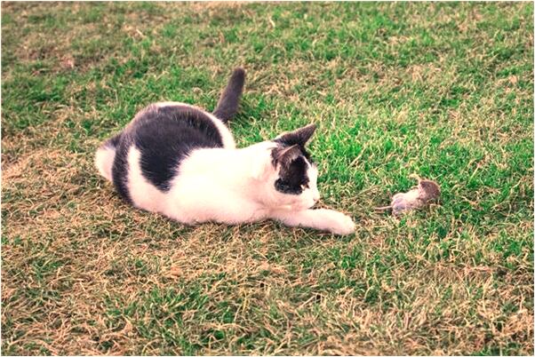 夢到了自己給別人紅包是吉兆嗎?_周公解夢官網