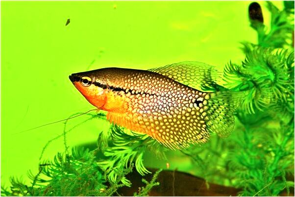 夢到羊羊羊是凶兆還是吉兆_周公解夢官網