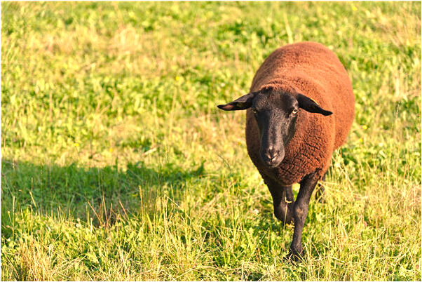 夢到了別人來店搶貨物是好是壞_周公解夢官網