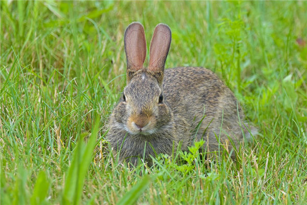 1963年是屬什麼屬相_十二生肖