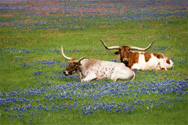 61年屬牛的婚姻和愛情_十二生肖