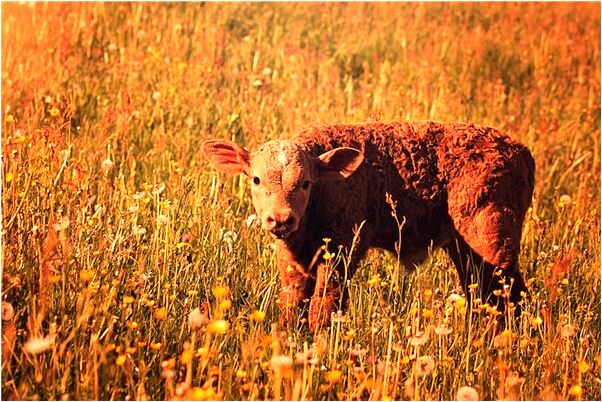 夢到了舊牙換了新牙怎么樣_周公解夢官網