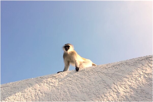 夢見自己身上長蟲有什麼預兆_周公解夢官網