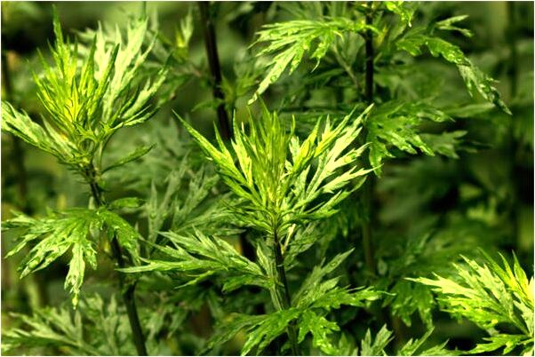 夢見摘獼猴桃意味著什麼_周公解夢官網