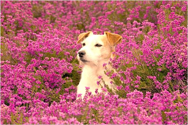 夢到不能走路的人能站起來了有何寓意_周公解夢官網