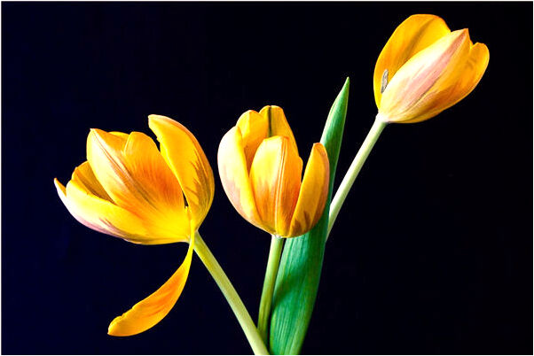 夢到梳子幾次落地會有什麼預兆_周公解夢官網