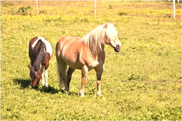 夢見自己男人跟其它女人相愛是什麼預兆_周公解夢官網