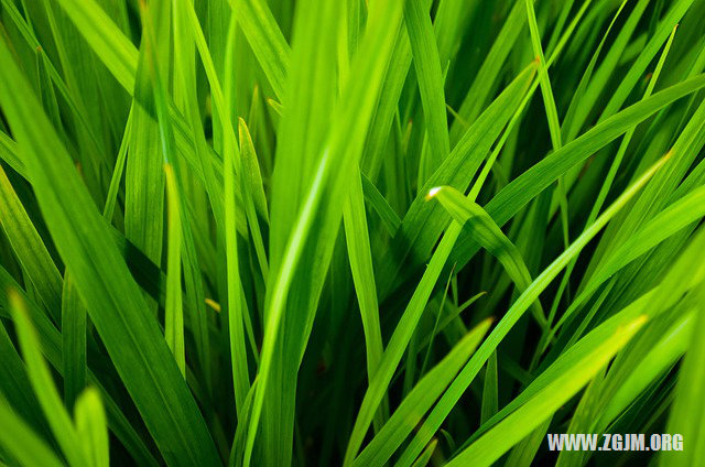 夢見塘里水滿了_周公解夢夢到塘里水滿了是什麼意思_做夢夢見塘里水滿了好不好_周公解夢官網