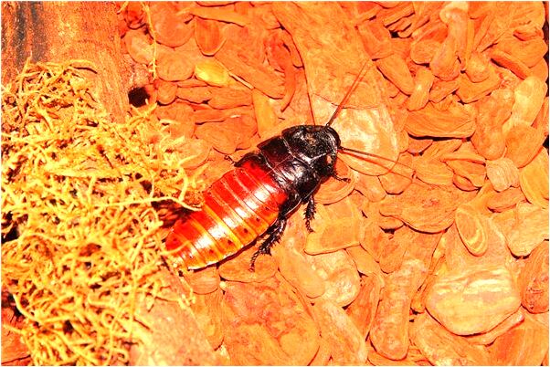 夢到抓旁蟹是什麼意思_周公解夢官網