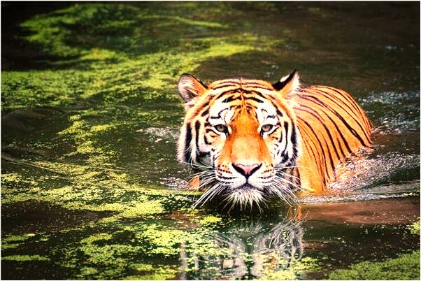 夢到女人給男人買衛生褲有什麼說法_周公解夢官網