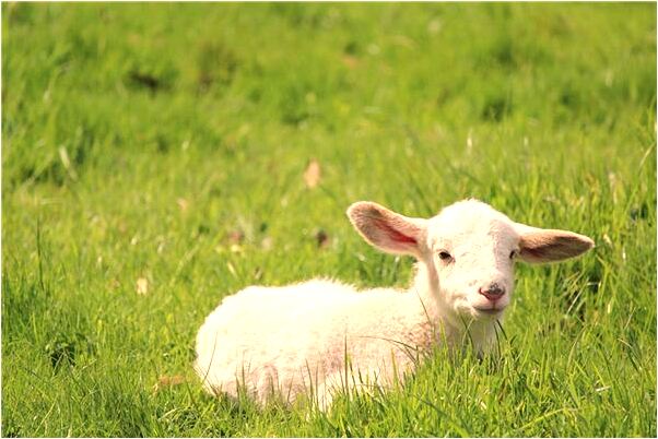 夢到了自己剁別人左手預示什麼_周公解夢官網