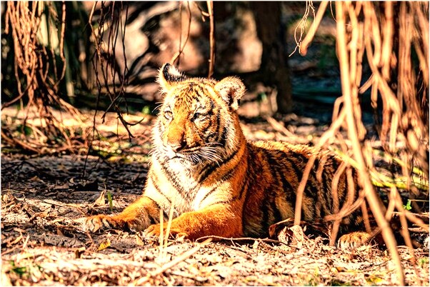 夢到被人告是什麼徵兆_周公解夢官網