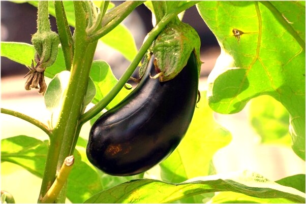 夢到了一隻牡羊預兆了什麼嗎_周公解夢官網