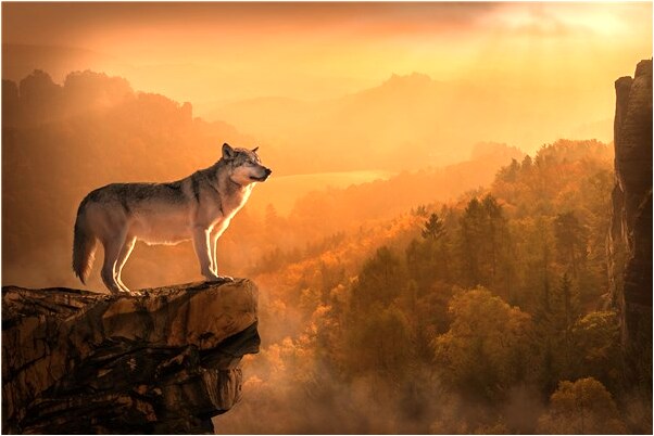 夢見蛇在水盆中有什麼含義_周公解夢官網