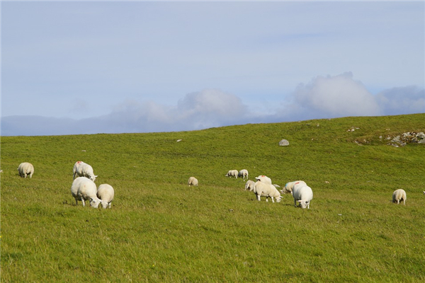 91年屬什麼生肖的人_十二生肖