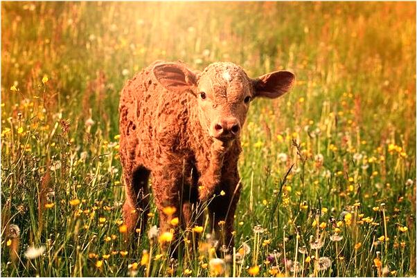 夢見跟死人說話逛街預示著什麼_周公解夢官網