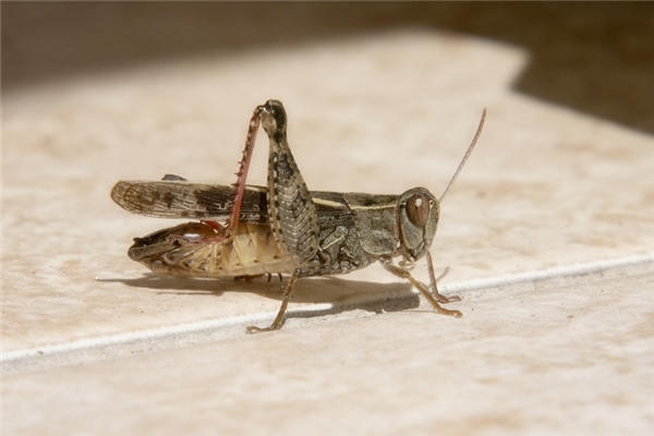 夢見螞蚱脫殼飛走了預示了什麼_周公解夢