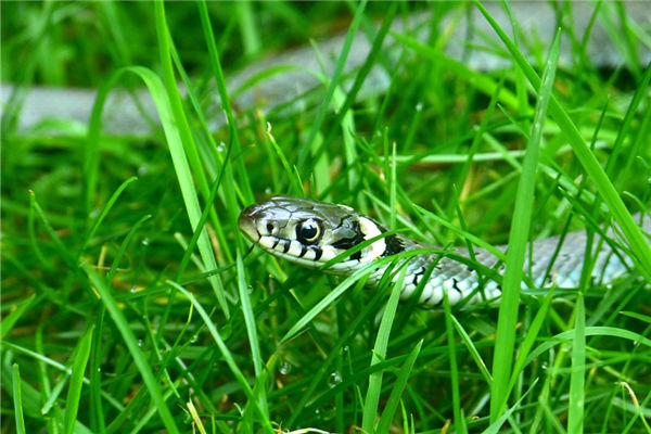 1977年生肖蛇一生運勢走向_十二生肖