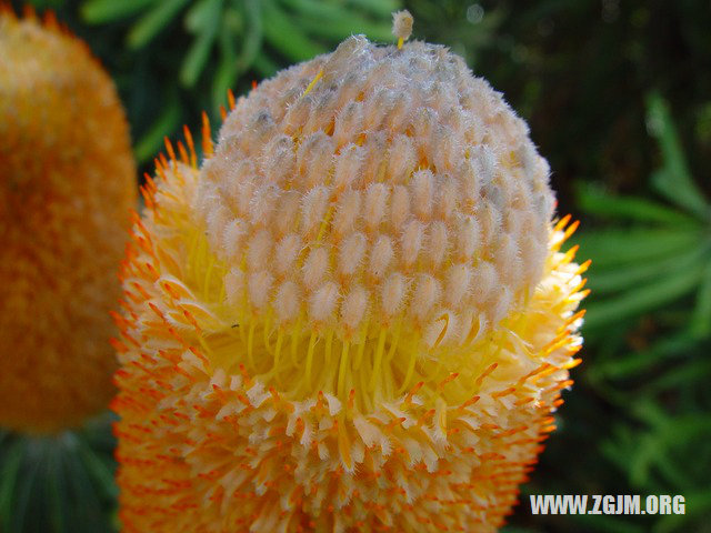 夢見陰毛脫落_周公解夢夢到陰毛脫落是什麼意思_做夢夢見陰毛脫落好不好_周公解夢官網