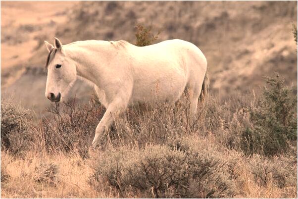 夢到了牙齒掉了一顆有蟲爬代表著什麼？_周公解夢官網