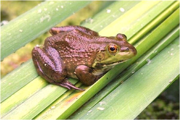 夢到潑水澆滅菸頭是凶兆還是吉兆_周公解夢官網