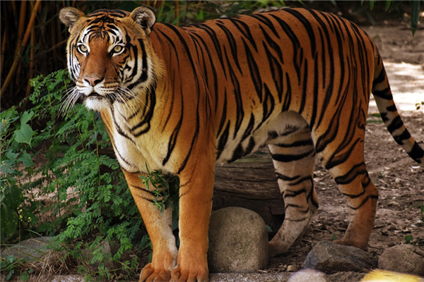 90後哪一年出生屬虎_十二生肖