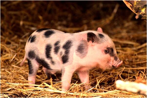 夢見大馬路上跑是怎么回事_周公解夢官網