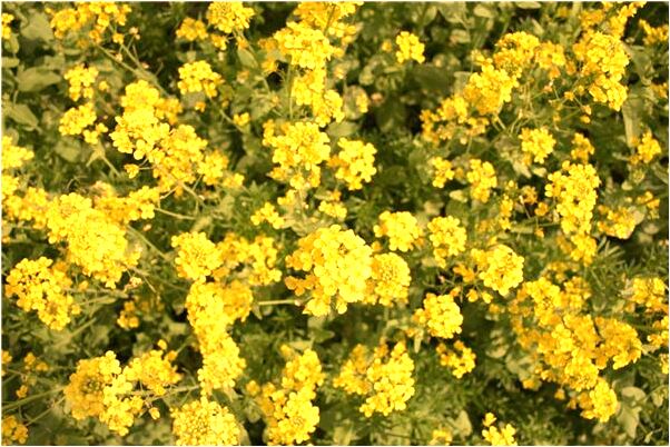 夢到了赤腳在街上走是啥意思_周公解夢官網