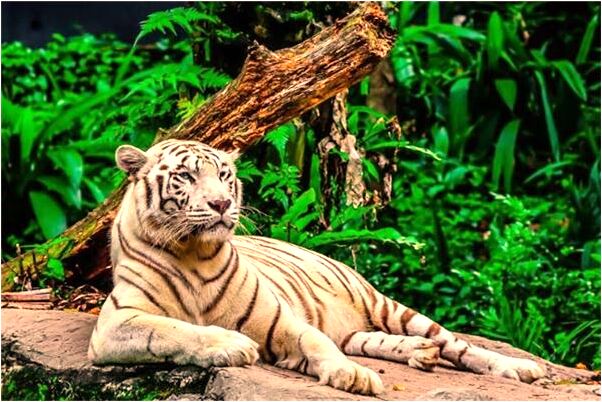 夢見搬遷從建房屋是什麼意思_周公解夢官網