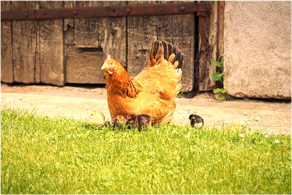 夢見挖別人的墓會是什麼預兆_周公解夢官網