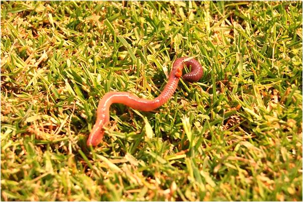 夢到老公誠認自己出軌會是什麼預兆_周公解夢官網