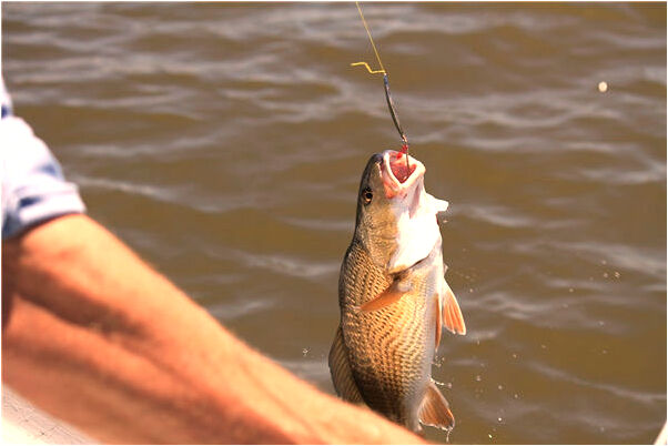 夢到好多陳年饅頭是什麼預兆_周公解夢官網