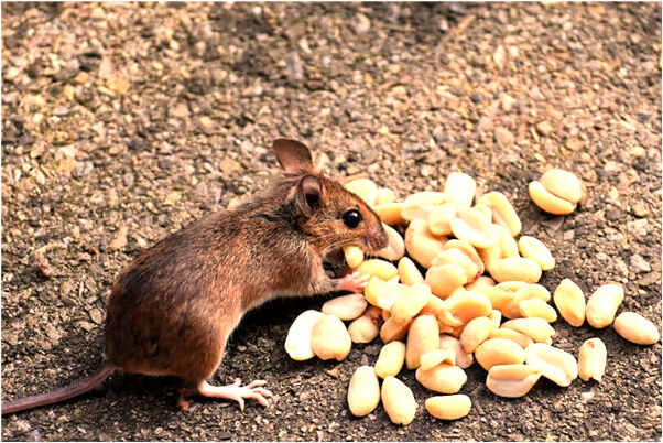 夢見看見一鍋米飯代表著什麼?_周公解夢官網