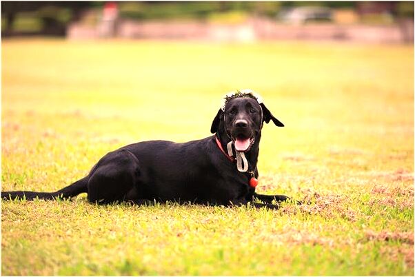 夢到了同學幫我搬兩個紅袋大是咋回事_周公解夢官網