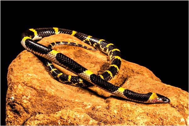 夢到了小便不出來代表什麼_周公解夢官網