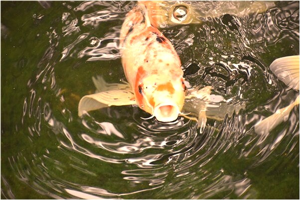 夢見金色的蛇咬我沒咬到意味著什麼_周公解夢官網