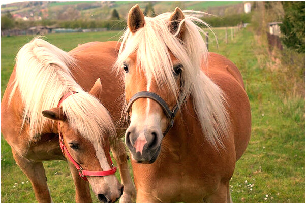 夢到別人的肚子長胖預示什麼_周公解夢官網