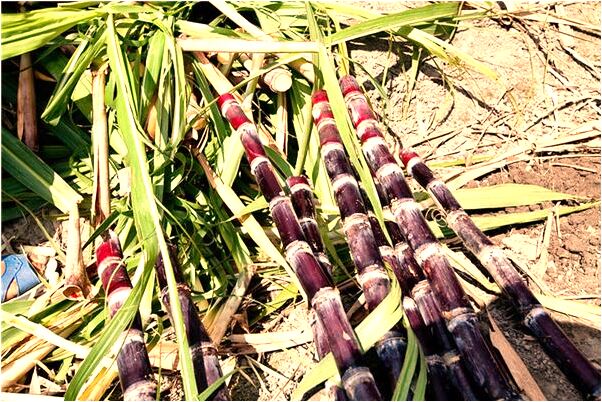 夢到被蟒蛇含住沒咬也不放有什麼徵兆_周公解夢官網